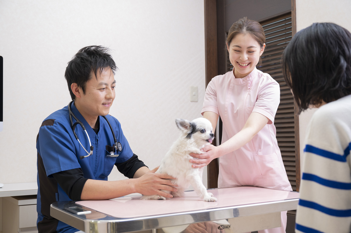 寺本動物病院の診察風景を撮影したWebサイト用写真